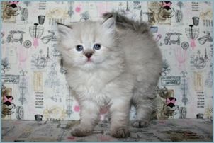 Female Siberian Kitten from Deedlebug Siberians